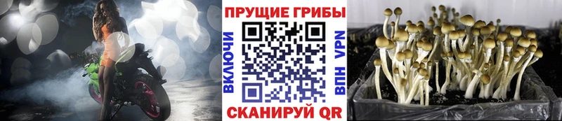 Галлюциногенные грибы Psilocybe  Купить  Качканар 